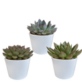 Echeveria-Mix 10,5 cm - 3x - in witte pot