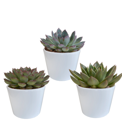 Echeveria-Mix 3er Set (10,5cm Topf) im weißen Übertopf