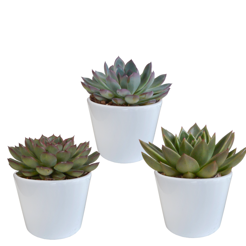 Echeveria-Mix 3er Set (10,5cm Topf) im weißen Übertopf