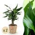 2x Dracaena fragrans Steudneri pflegeleicht im Korb Bild 1