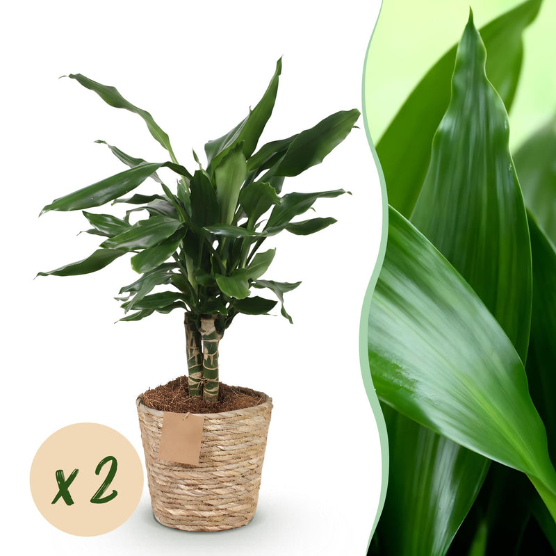 2x Dracaena fragrans Steudneri pflegeleicht im Korb