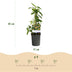 GreenboutiQ Honeysuckle 'Lonicera henryi', 2 plants in a pot Bild 3