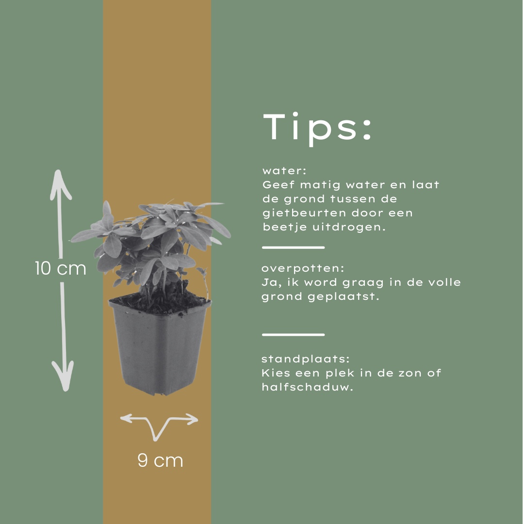 12x Immergrüne Wolfsmilch 'Robbiae' (10-25cm, Ø9cm)