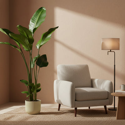 Strelitzia Nicolai mit elho Topf, Weiß, 100 cm, Ø18