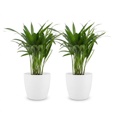 Green boutiQ - Areca Lutescens - Goldfruchtpalme - 2 Pflanzen - met Potter Wit - Pot 12cm - Hoogte - 45cm