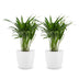 Green boutiQ - Areca Lutescens - Goldfruchtpalme - 2 Pflanzen - met Potter Wit - Pot 12cm - Hoogte - 45cm Bild 2
