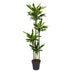 Dracaena Golden Coast - 170 cm - ø27 Bild 1