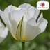 Tulpenbollen White Valley – 20 Stuks | KH Bloembollen® | Witte Tulp – Fris, Elegant & Tijdloos – Voor Tuin of Pot – Maat 11/12 – Vers van de Teler Bild 3