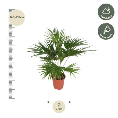 Livistona Chinensis - 150 cm - Topf Ø24