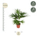 Livistona Chinensis - 150 cm - Topf Ø24 Bild 2
