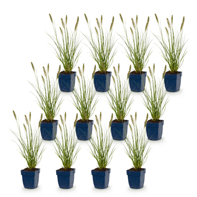 Green boutiQ - Gras - Pennisetum alop. Hameln - Lampenputzergras - Mit Plume - Grün - 12 Pflanzen - Topf 11cm - Höhe 15-25cm