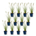 Green boutiQ - Gras - Pennisetum alop. Hameln - Lampenputzergras - Mit Plume - Grün - 12 Pflanzen - Topf 11cm - Höhe 15-25cm Bild 2