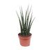 Sansevieria Fernwood Mikado - pflegeleichte Zimmerpflanze, Ø12cm, 40cm Bild 1