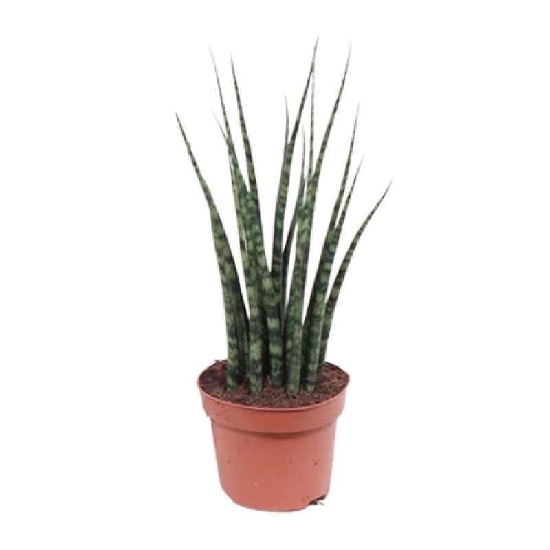 Sansevieria Fernwood Mikado - pflegeleichte Zimmerpflanze, Ø12cm, 40cm