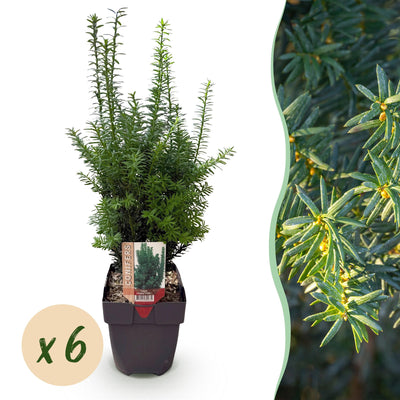 GreenboutiQ - Hedging Plants - Yew media Hilii - Green foliage - 6 plants - 1 linear meter - evergreen - 17cm pot, 60cm high