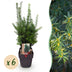 GreenboutiQ - Hedging Plants - Yew media Hilii - Green foliage - 6 plants - 1 linear meter - evergreen - 17cm pot, 60cm high Bild 1