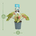 Caladium Miss Muffet Topfpflanze, Ø12cm, ↕25cm Bild 2