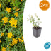 24x Hypericum dummeri 'Peter Dummer' - ↕10-25cm - Ø9cm Bild 1