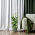Epipremnum Pinnatum Moss Pole 80cm: Golden Pothos, Houseplant Bild 3