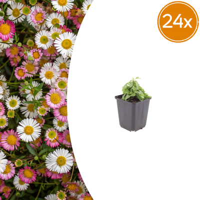24x Mexikanisches Gänseblümchen (Erigeron karvinskianus), 10-25cm