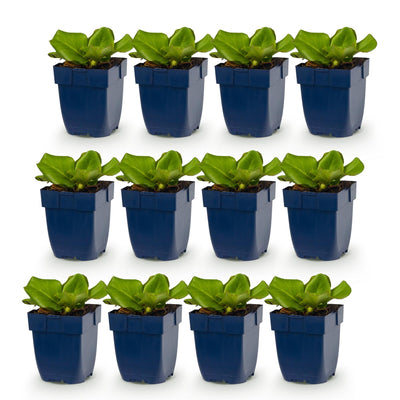 Green boutiQ - Perennials - Bergenia cordifolia - Heartleaf - Shade - Pink - 12 plants - Pot 11cm - Height 15-25cm