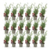 Bamboo Fargesia Red Dragon, 18 plants, 14cm pot, 35cm height Bild 2
