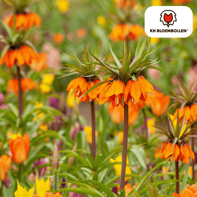 Fritillaria / Keizerskroon Garland Star 5 Stück