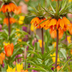 Fritillaria / Crown Imperial Garland Star 5 pieces Bild 1