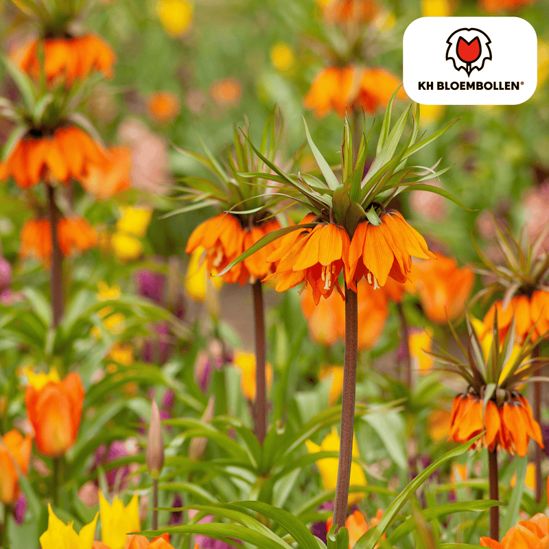 Fritillaria / Keizerskroon Garland Star 5 Stück