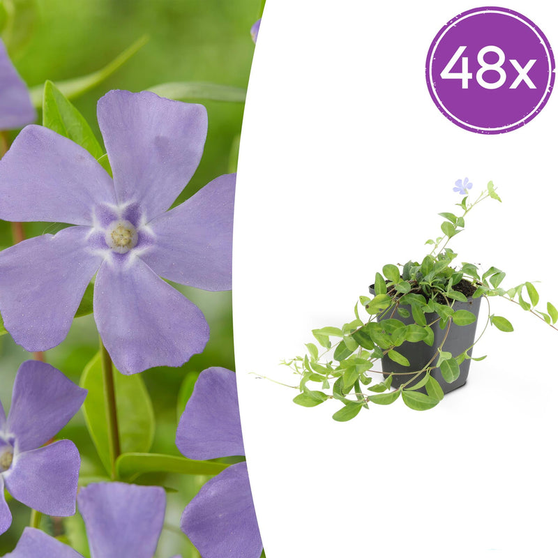 48x Vinca minor 'La Grave' Bodendecker, 10-25cm