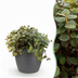 Callisia repens Cat Grass for Pets in a Pot (12cm) Bild 1