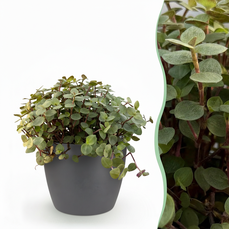 Callisia repens Cat Grass for Pets in a Pot (12cm)