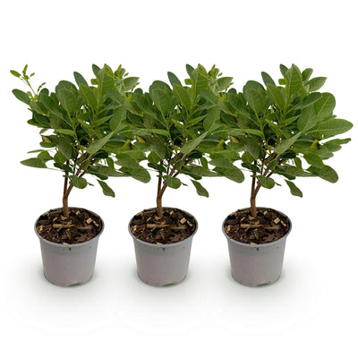Cotinus coggygria Young Lady - 3x Zierstrauch im 12cm Topf