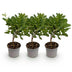Cotinus coggygria Young Lady - 3x Zierstrauch im 12cm Topf Bild 2