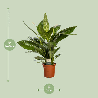 Spathiphyllum Bingo Cupido - Friedenslilie Ø19cm - ↕80cm