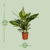 Spathiphyllum Bingo Cupido - Friedenslilie Ø19cm - ↕80cm Bild 2
