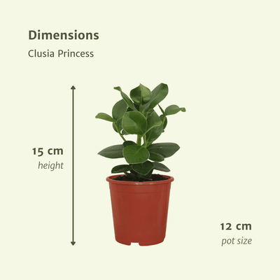 Clusia Princess (Signaturbaum) - 2 Stk. im Ø12cm Topf, 15cm hoch
