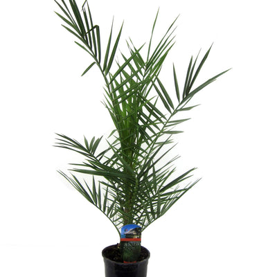 Phoenix Canariensis Palme - 80 cm - Ø14cm