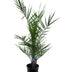 Phoenix Canariensis Palme - 80 cm - Ø14cm Bild 1