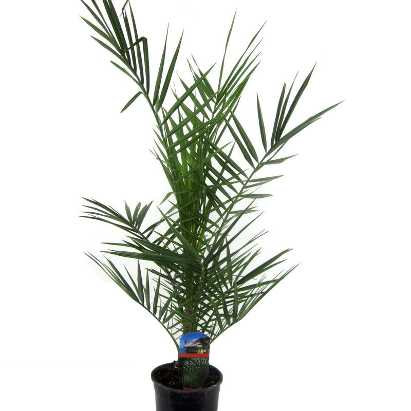Phoenix Canariensis Palme - 80 cm - Ø14cm