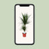 Dracaena Marginata (Dragon Tree) Ø17cm, approx. 75cm high Bild 5