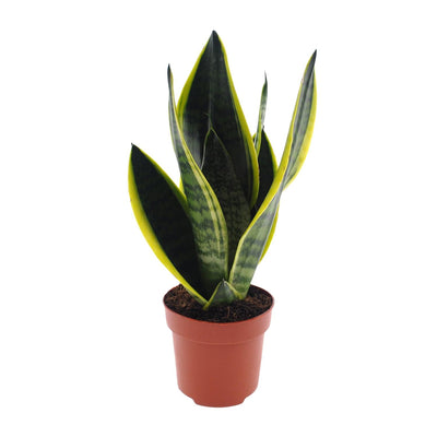 Sansevieria Futura Superba: pflegeleichte Grünpflanze, 30cm