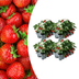 Organic Strawberry Plants 6-Pack Fragaria - Your Garden Highlight Bild 1