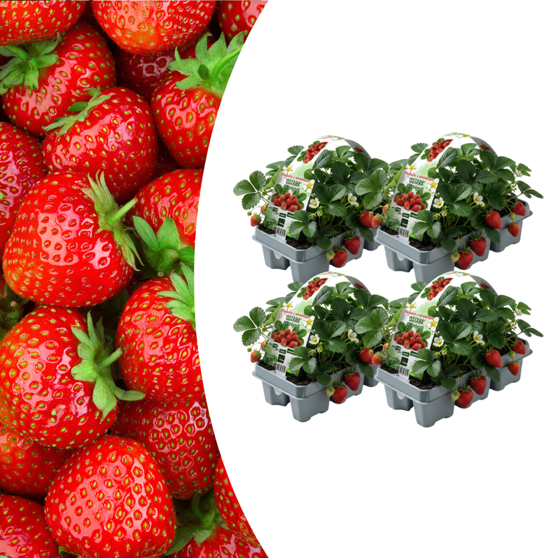 Organic Strawberry Plants 6-Pack Fragaria - Your Garden Highlight