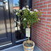 GreenboutiQ - Stamm-Pflanze - Viburnum tinus Eve Price - Terrassenpflanze - Immergrün - Winterhart - Weiß-Rosa Blüte - Topf 19cm Höhe 90cm Bild 4