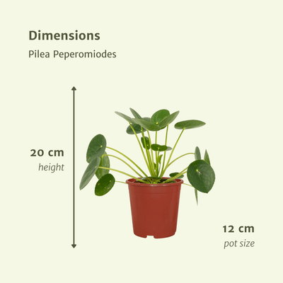 2x Pilea Peperomioides (Pfannkuchenpflanze) - 20cm Topf