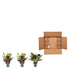 3x Bunter Croton Codiaeum Mix – 30cm Topf (ø12) Bild 4