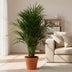 Dypsis Lutescens (Areca Palm) - Ø21cm - ↕100cm Bild 3