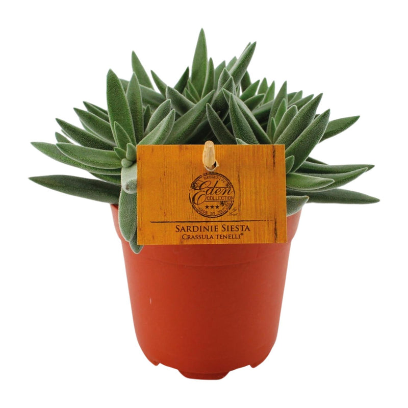 Crassula Tenelli Jade Plant: Ø11cm pot, 15cm high, easy to care for