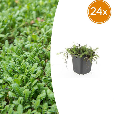 24x Leptinella Squalida Bodendecker, 10-25cm